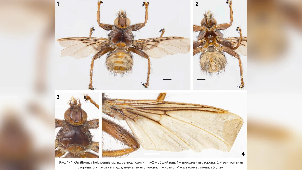 Мухи-убийцы заполонили Россию: гибнет от чумы и бруцеллёза не только скот, но и люди: Как защититься от насекомых летом? Фото © Институт проблем экологии и эволюции