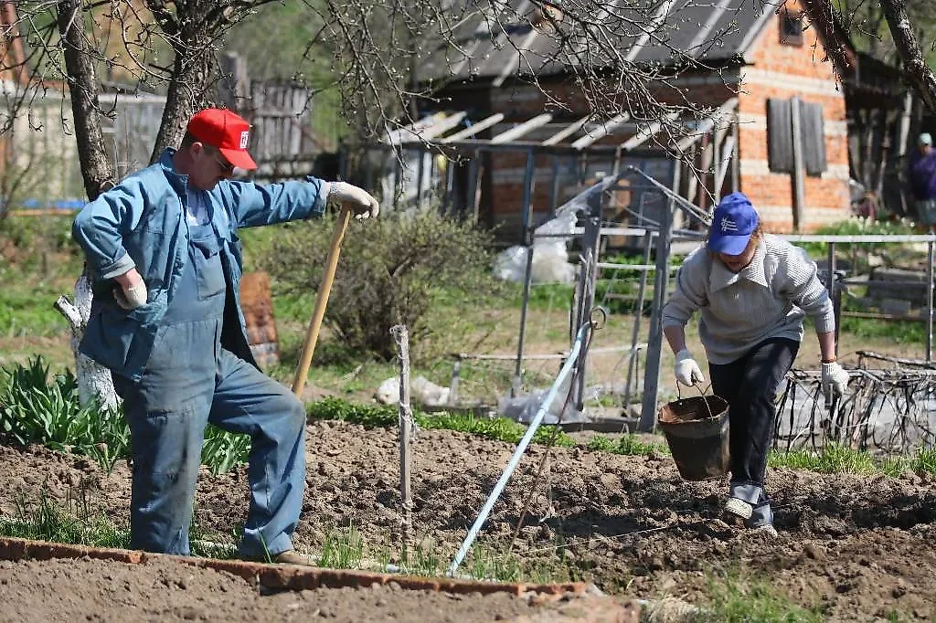 Картофель и баклажаны нельзя сажать рядом на грядках, а томаты и огурцы — в теплице. Обложка © ИТАР-ТАСС / Владимир Смирнов