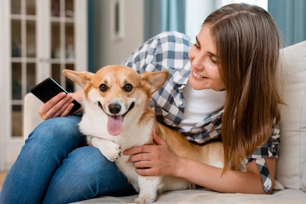 Корги: маленькие собаки с большим характером. Фото © Freepik