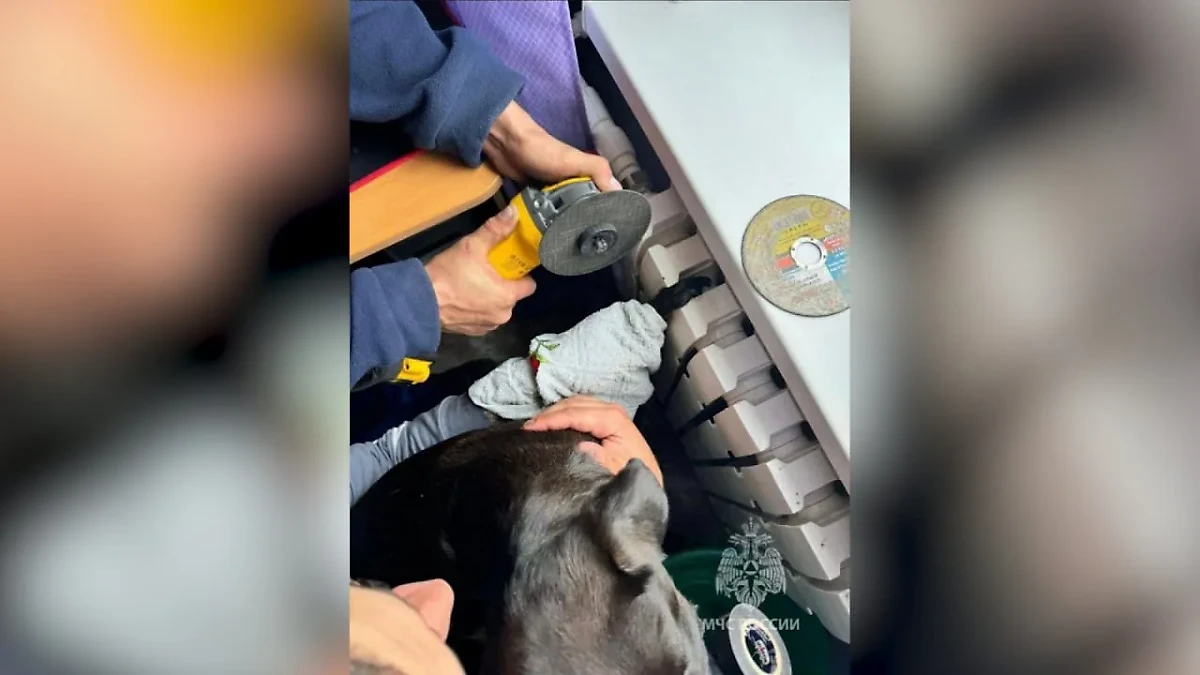 Спасатели помогают освободить застрявшую в радиаторе лапу собаки. Фото © Telegram / МЧС России