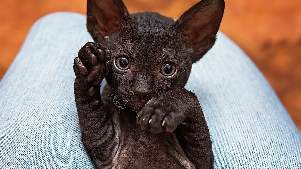 Хвостатые интеллектуалы — котики породы корниш-рекс. Фото © Shutterstock / FOTODOM / Okssi