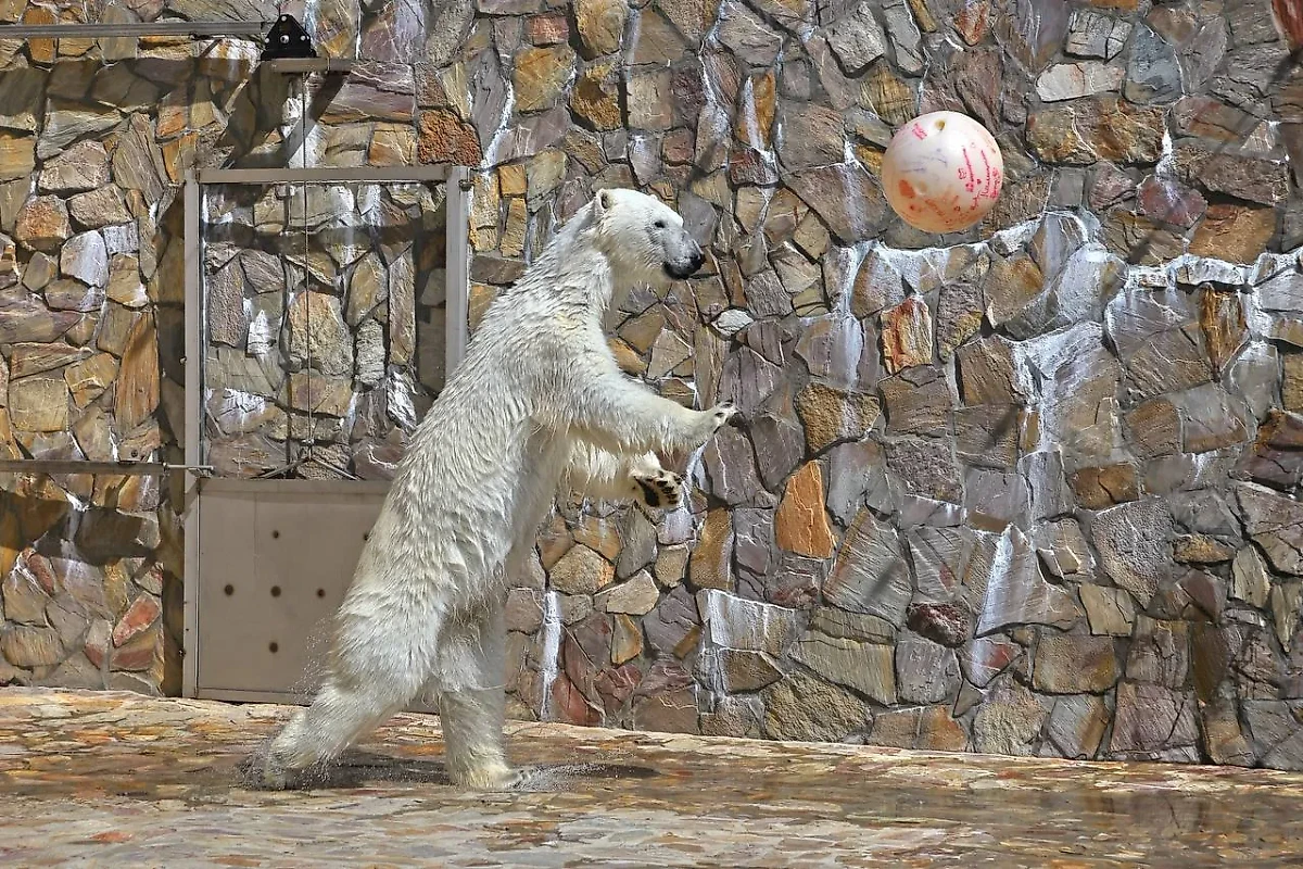 Белую медведицу признали лучшей баскетболисткой Ленинградского зоопарка. Фото © Telegram / lenzoopark