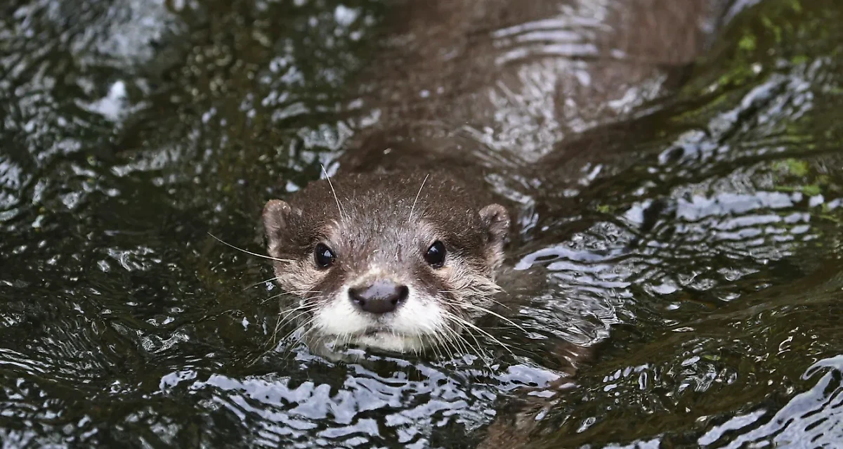 Выдра Гарри не выдержал большого количества предсказаний и завершил карьеру. Фото © Freepik / vladimircech
