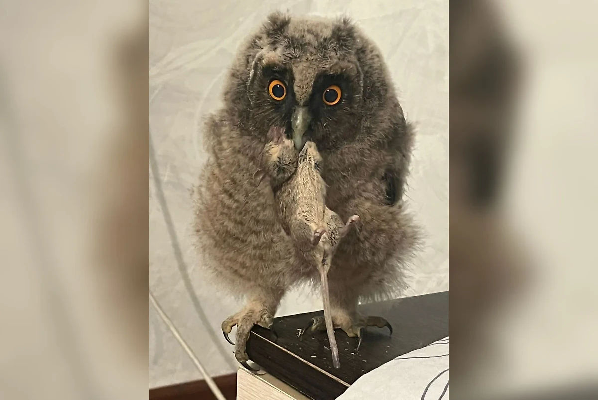 Совёнок, спасённый во время пожара. Обложка © Telegram / "Амурский минлес"