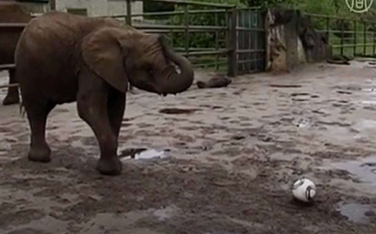 Слониха Нелли играла в футбол и предсказывала результаты матчей, забивая мяч в ворота потенциальных аутсайдеров. Фото © NTDRussian / Youtube