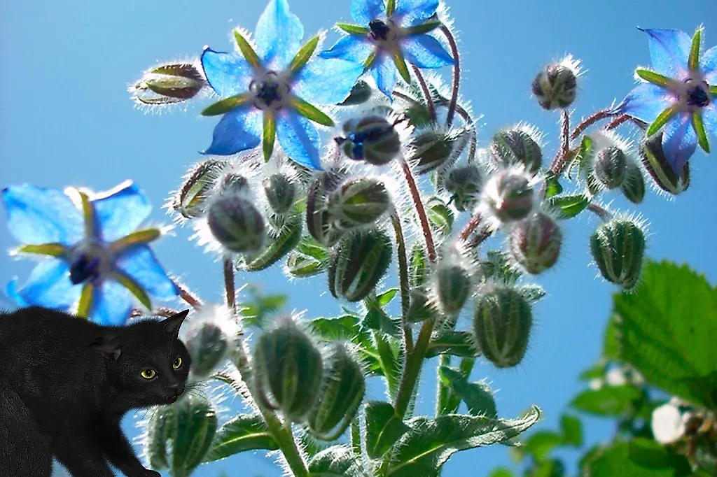 Огуречная трава, или же бораго: как ведьмы его использовали. Коллаж © Life.ru. Фото © Wikipedia