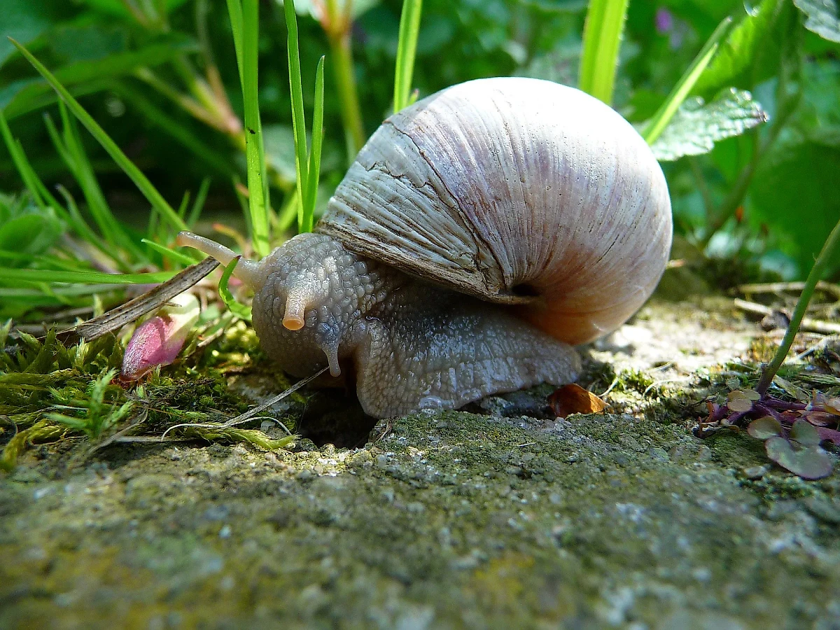 Виноградная улитка. Обложка © Wikipedia / 4028mdk09