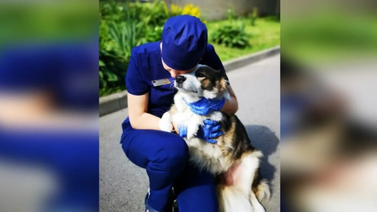 В Москве спасли собаку с выпавшими после стерилизации органами. Обложка © ГБУ "Мосветобъединение"