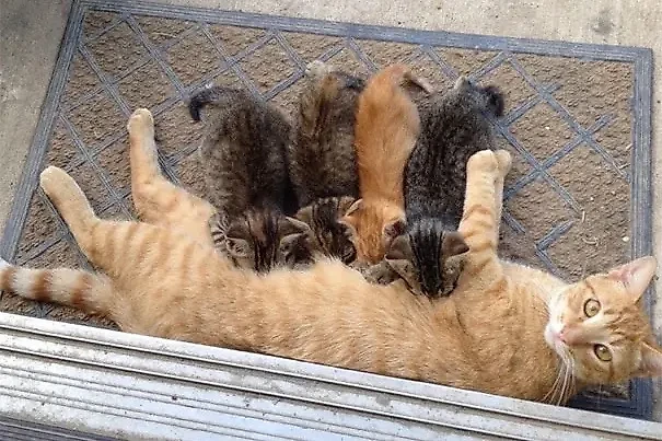 Фото © Reddit / Renfield_333