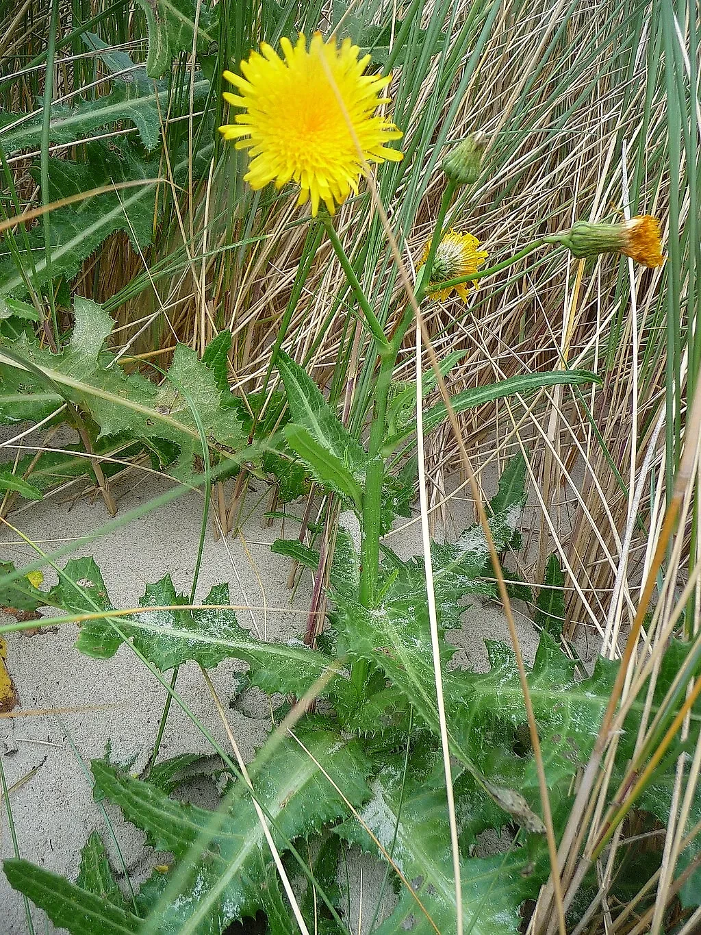 Осот внешне похож на одуванчик. Фото © wikipedia / 4028mdk09