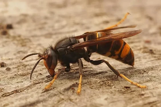 В Италии украинец умер после атаки на него осиного роя. Обложка © freepik / wirestock