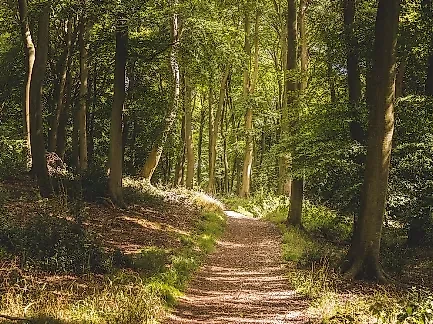 Экс-председателя суда Нижегородской области Воробьёва нашли мёртвым в лесу. Обложка © freepik / wirestock