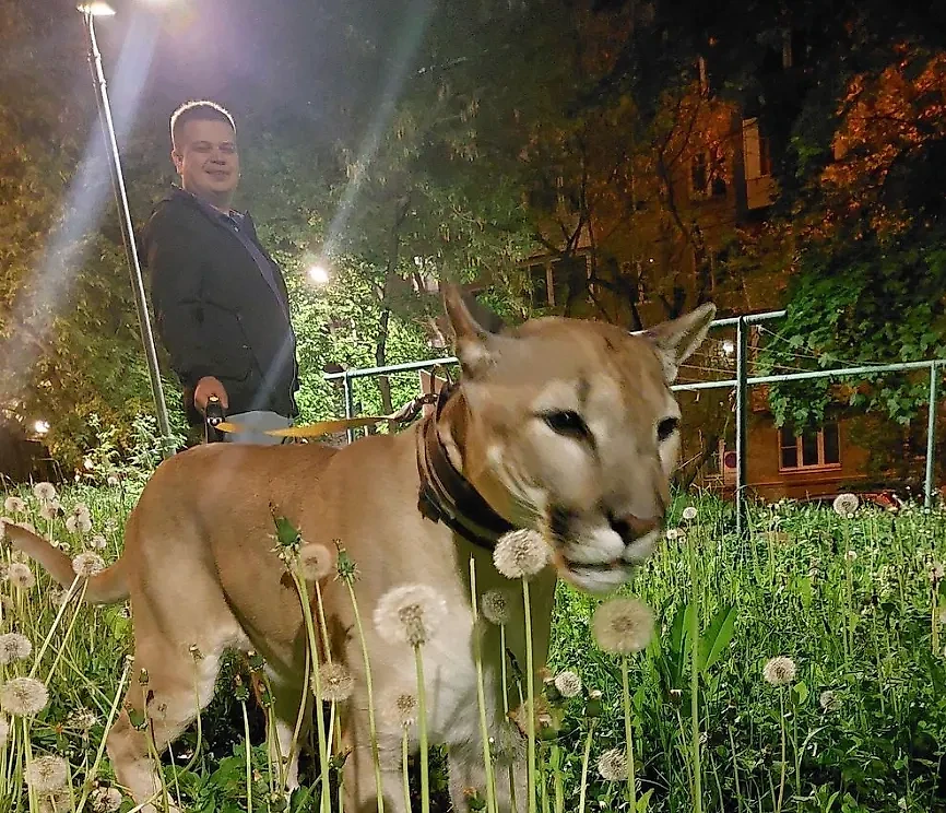 Приключения пумы Геркулеса в московском районе Кунцево стали поводом для депутатского запроса в Правительство Москвы. Обложка © Instagram (признан экстремистской организацией и запрещён на территории Российской Федерации) / Puma Hercules