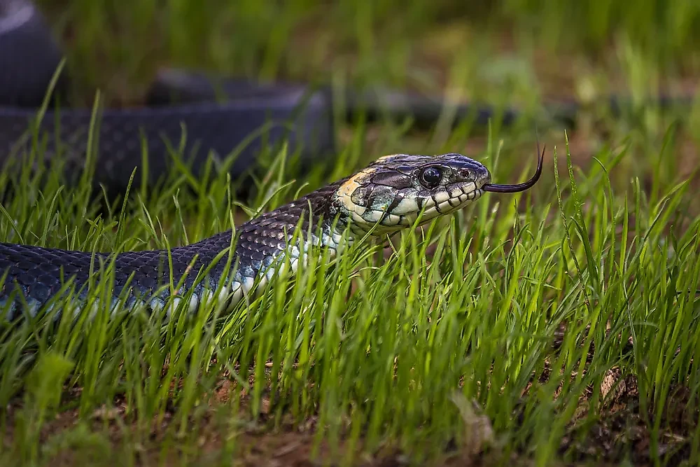 Змеи всегда прячутся от людей в укромных местах, но на дачный участок заползти могут. Фото © Shutterstock / FOTODOM / Dmitrii Kash