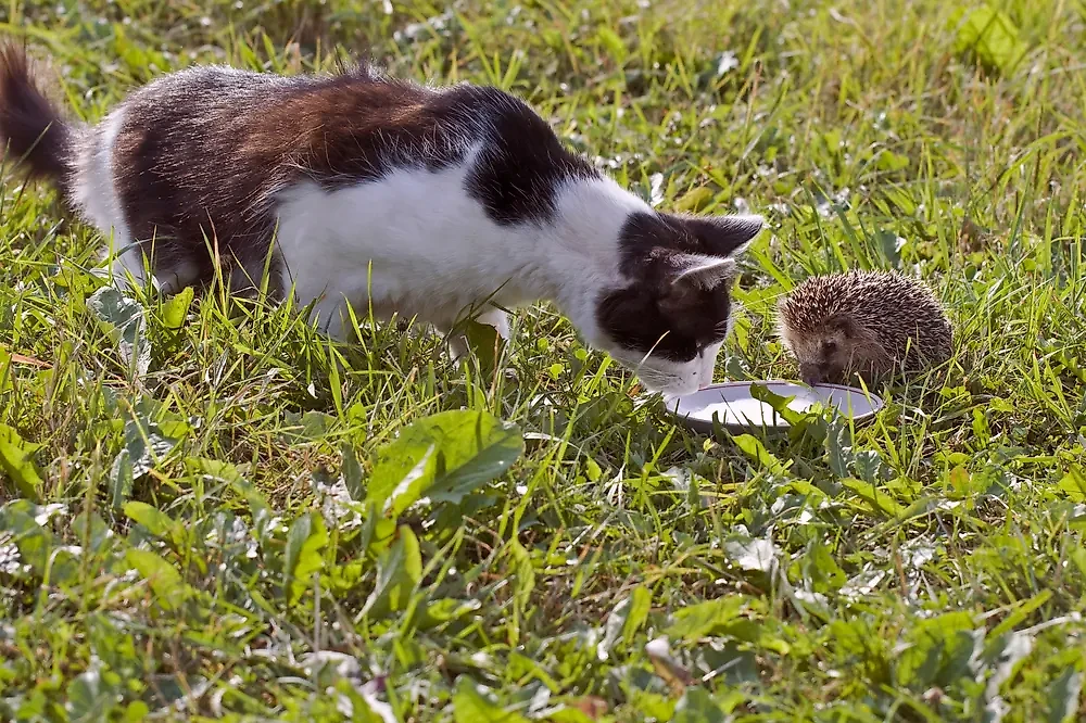 Многие дачные обитатели очень опасны, и их лучше не трогать руками. Фото © Shutterstock / FOTODOM / ANATOLY KOVTUN