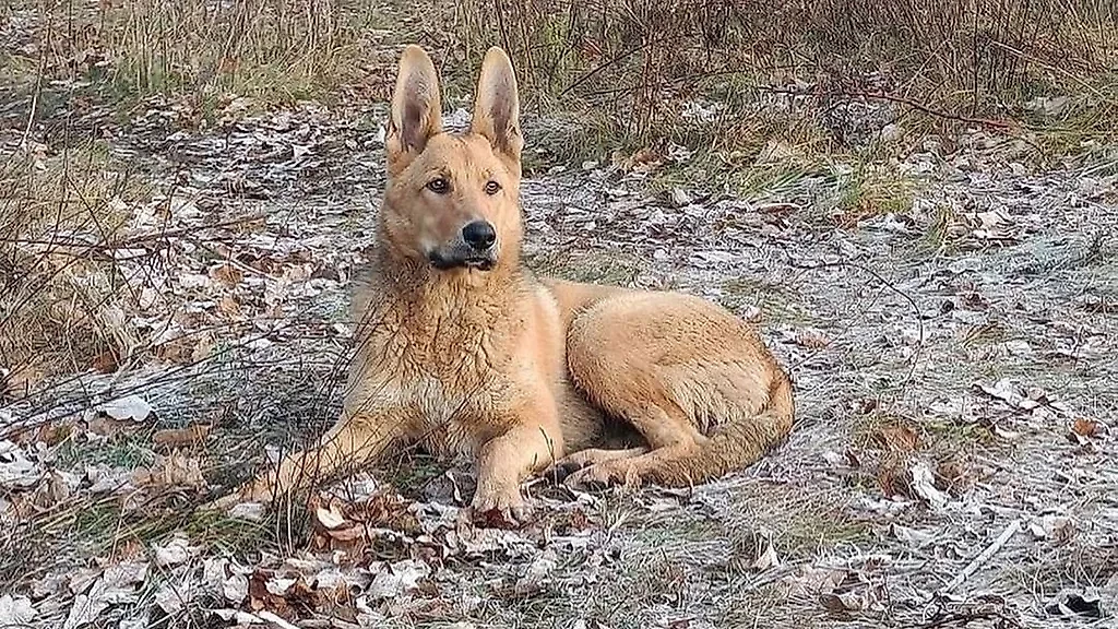 Собака Варя спасла наших бойцов, вовремя предупредив об опасности. Фото © VK / Инцидент Рубцовск