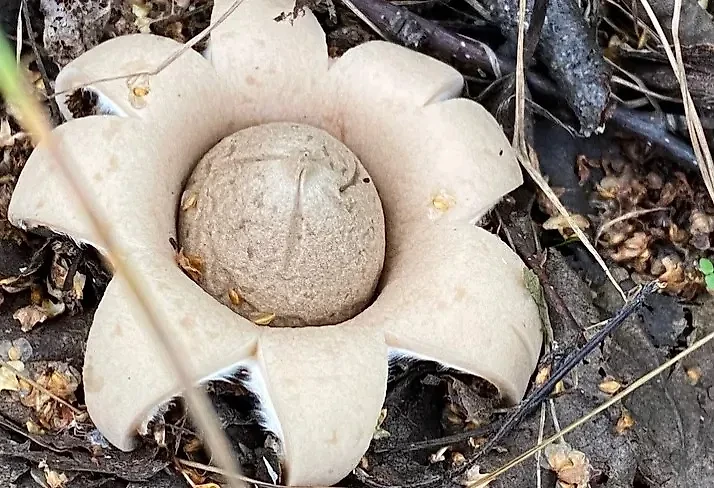 Звездовик сводчатый. Фото © URA.ru / Евгения Немирова