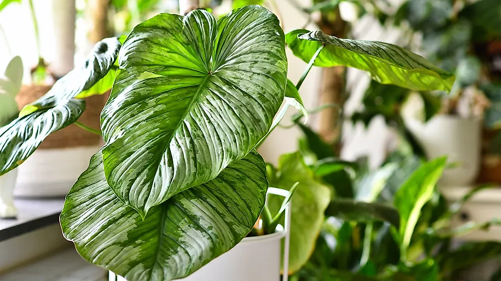 Растения, угрожающие здоровью детей: ядовитый филодендрон. Фото © Shutterstock / FOTODOM / Firn