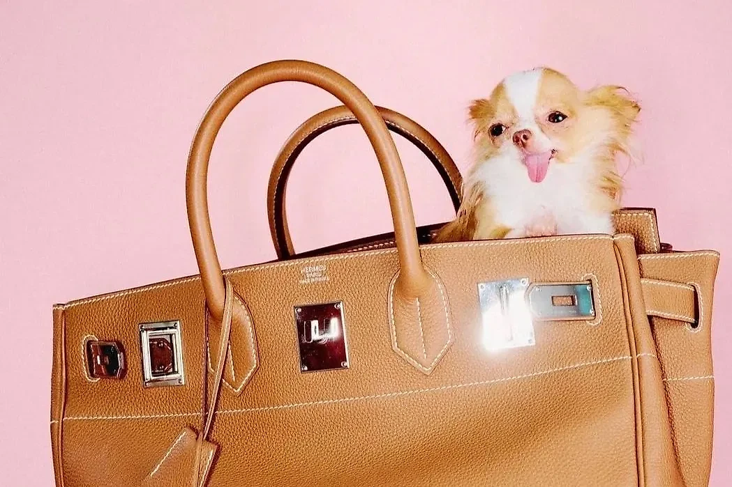 Журнал Vogue сфотографировал собаку Деми Мур в сумке за 14 тысяч долларов. Фото © Instagram (признан экстремистской организацией и запрещён на территории Российской Федерации) / vogue / Автор фото Ryan Lowry