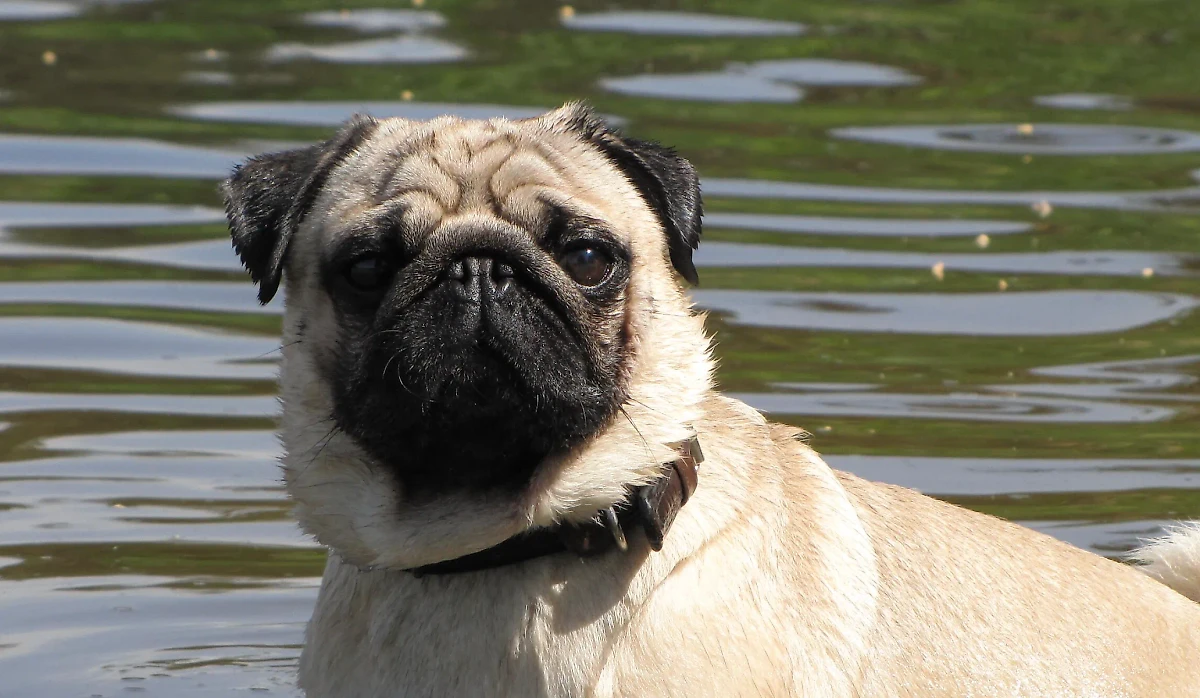 У мопсов часто вываливаются глаза — эта болезнь называется проптоз. Фото © Wikipedia / Sergkarman