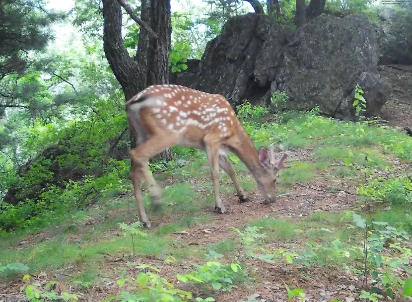 Пятнистый олень в хабаровском заповеднике. Обложка © VK / Заповедное Приамурье