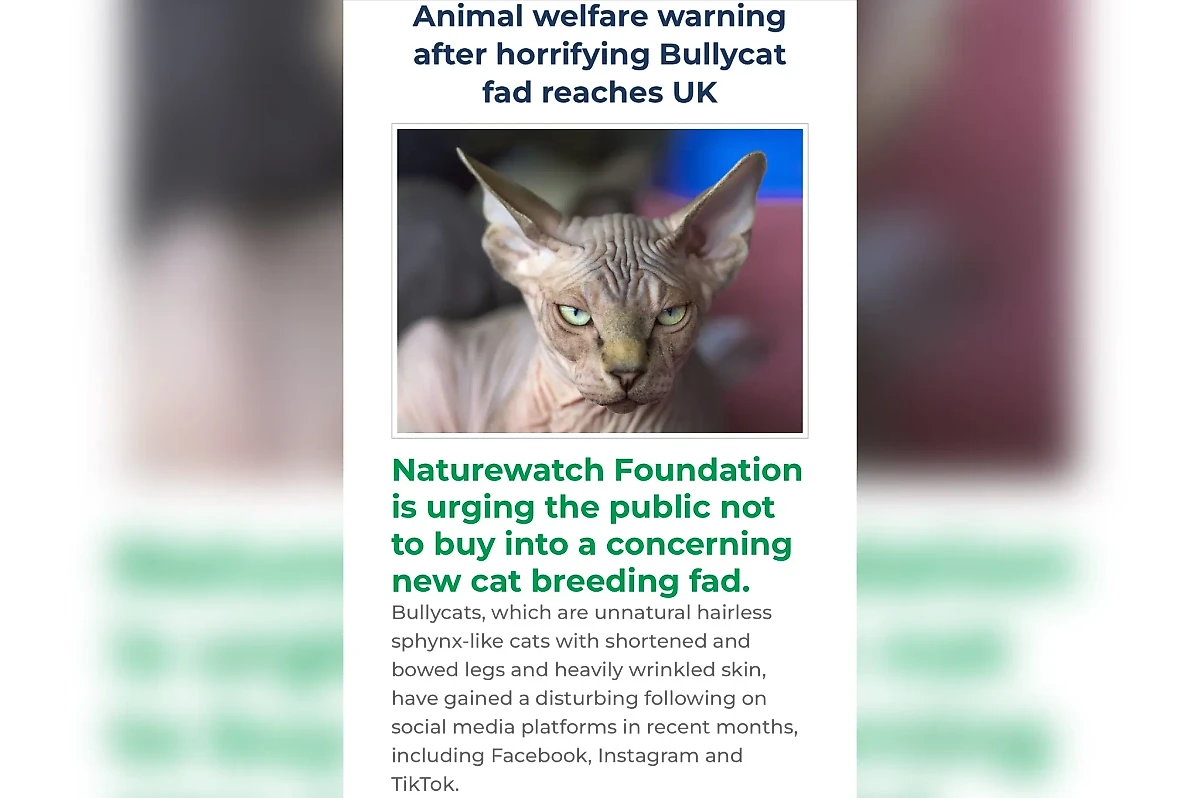 В программном тексте благотворительного общества объясняется пагубность разведения котов-бульдогов. Фото © naturewatch.org