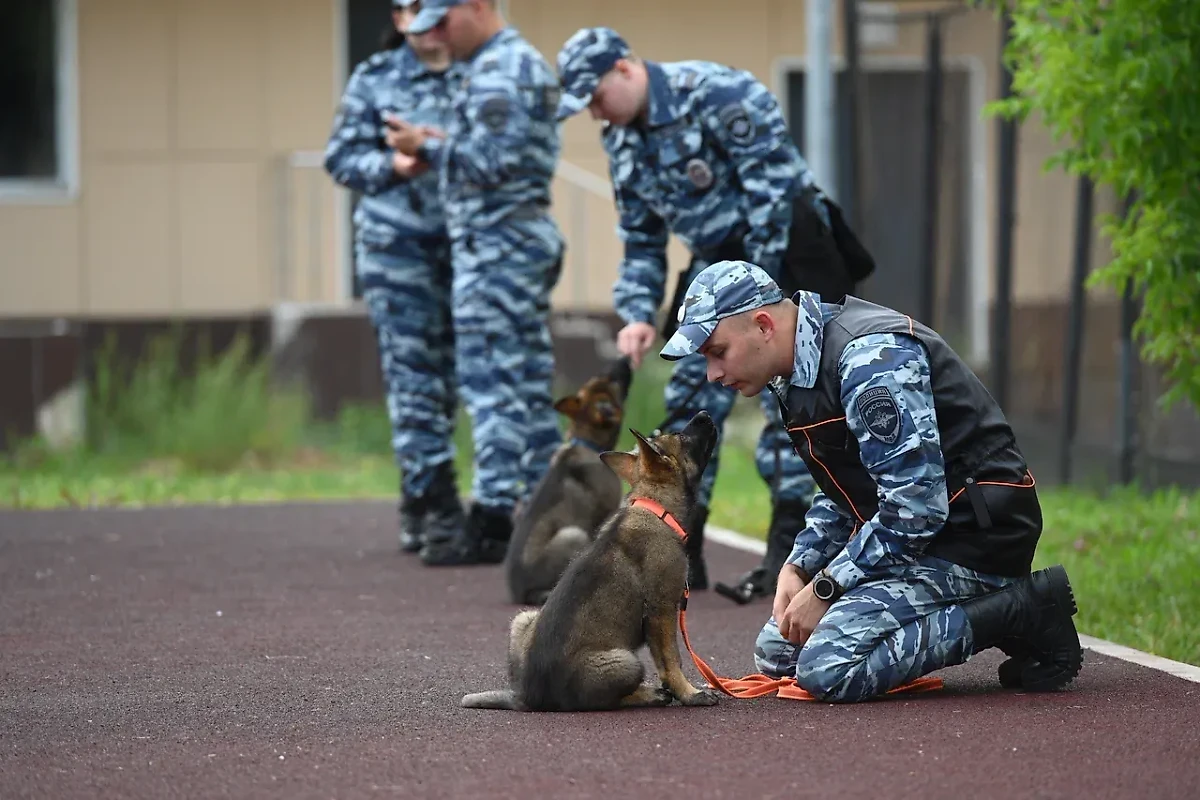 Центр кинологической службы ГУ МВД в сентябре начнёт подготовку щенков к службе. Обложка © Life.ru