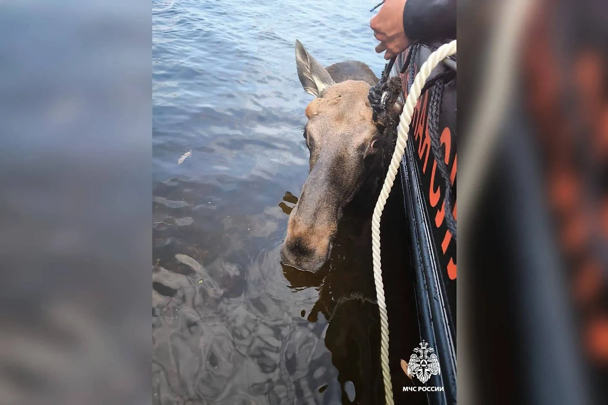 Славика выловили из Невы после нескольких часов приключений. Фото © Telegram / МЧС России