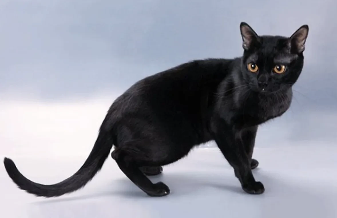 Бомбейская кошка: описание характера и породы. Фото © Wikipedia / Nerra Mine