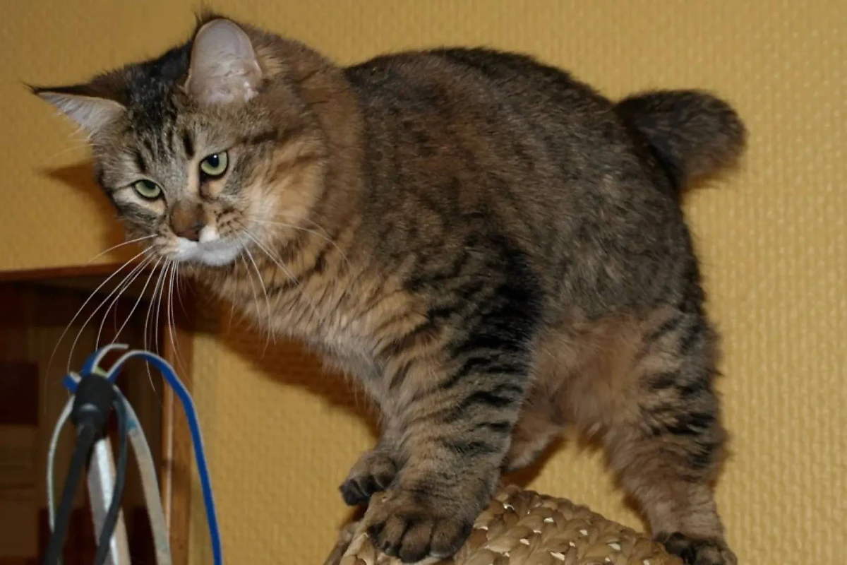 Кошки пикси-боб: описание характера и породы. Фото © Wikipedia / Donna Cox