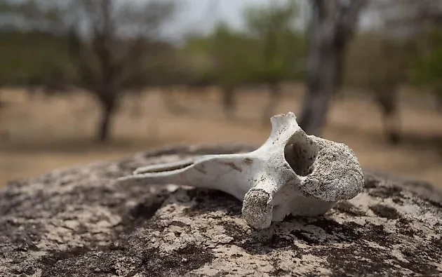 Интересную находку удалось обнаружить в Приморском крае. Фото © freepik.com