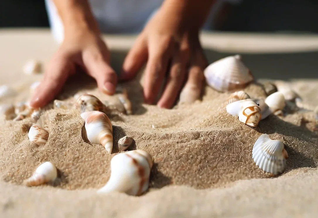 В каких странах нельзя вывозить ракушки? Фото © «Шедеврум»