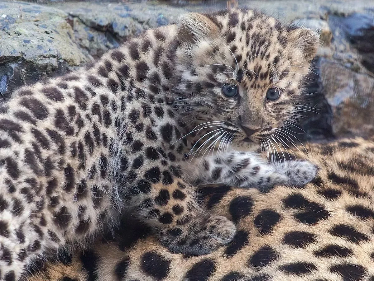 Детёныш дальневосточных леопардов. Обложка © Telegram / Новосибирский зоопарк