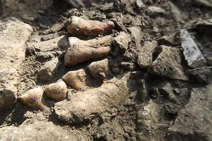 Останки неандертальца Торина. Фото © eurekalert