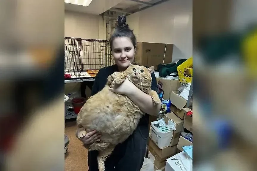 Толстый пермский кот Крошик. Обложка © VK / Приют Матроскин Пермь