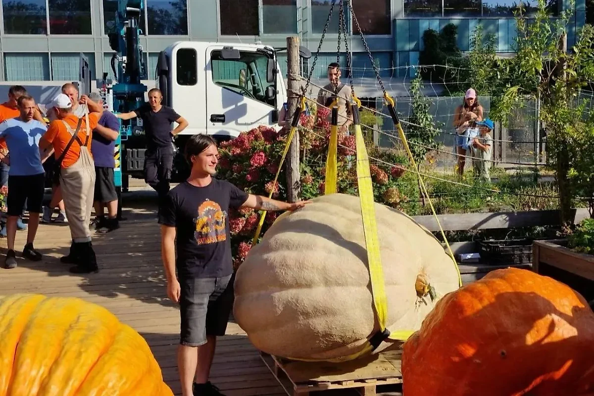 Самая большая тыква в России. Обложка © VK / Extreme Grower