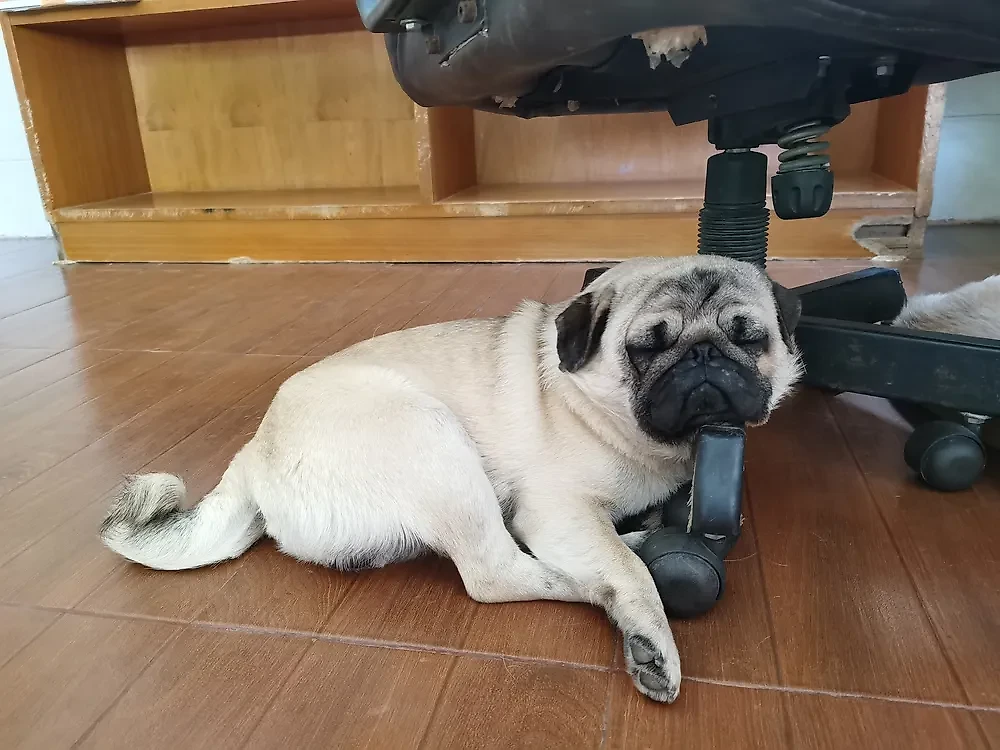 Породы собак, которые не дадут вам спать: мопсы. Фото © Shutterstock / FOTODOM / Mesa Watthanaphichai