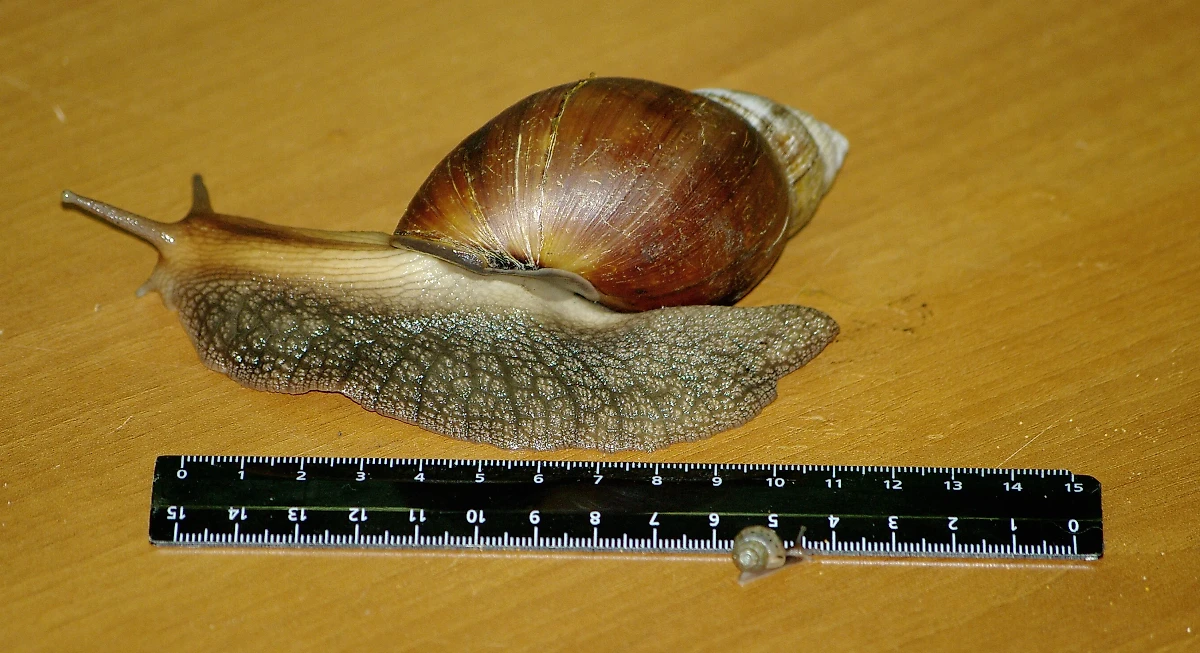 Гипоаллергенные животные: улитки-ахатины безопасны для астматиков и аллергиков. Фото © Wikipedia / Timur V. Voronkov.