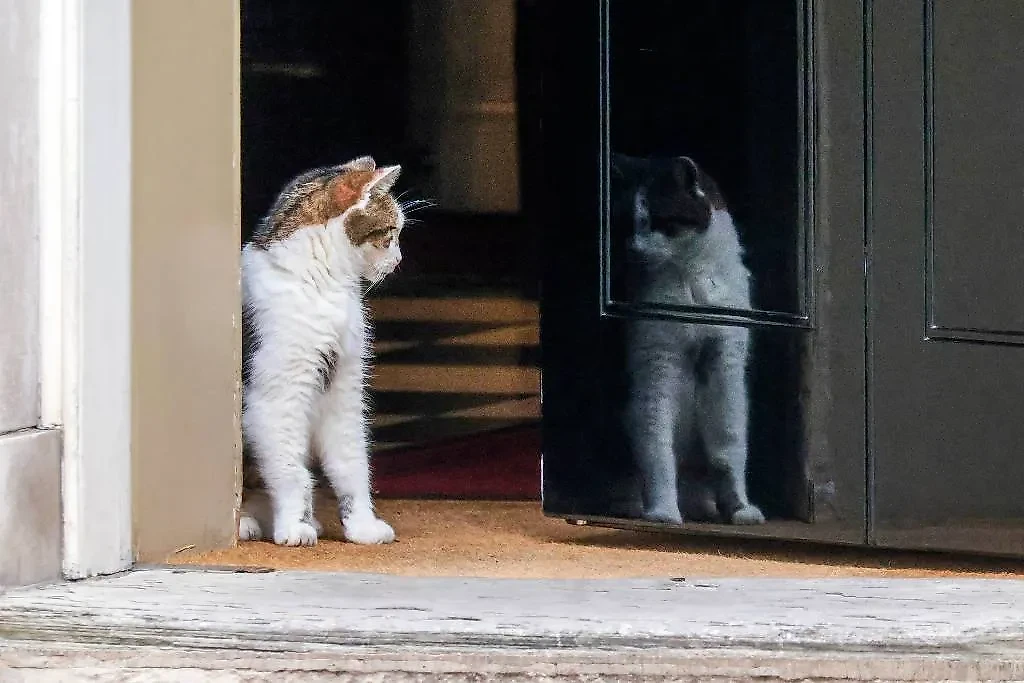 Почётный жилец резиденции премьер-министра Британии кот Ларри. Обложка © ТАСС / ZUMA