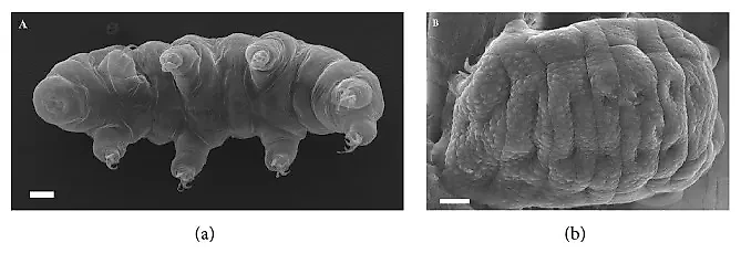 Тихоходка в активном состоянии (слева) и в состоянии ангидробиоза (справа). Фото © pubmed.ncbi.nlm.nih.gov