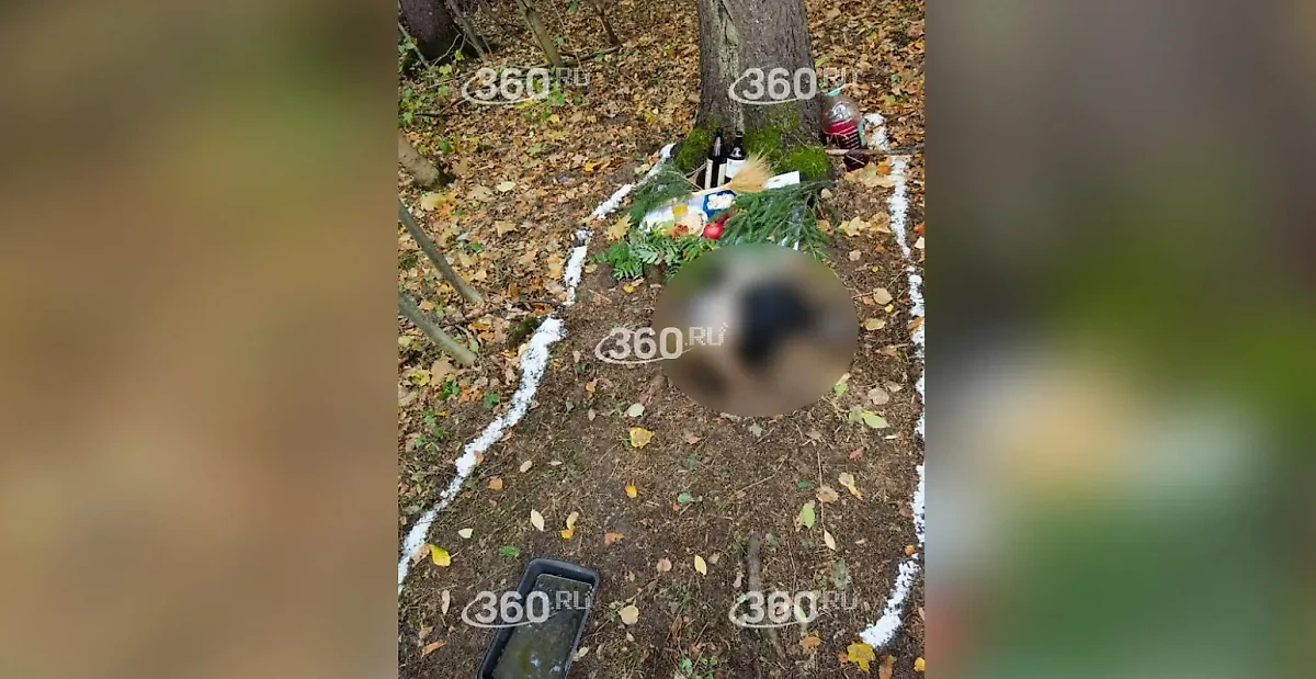 Отрезанная голова коровы в Бутовском лесу в Москве. Фото © 360.ru