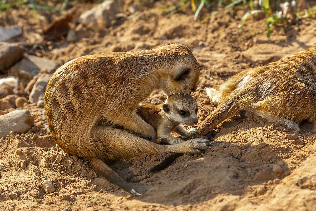 Сурикаты с потомством. Фото © Предоставлено Life.ru