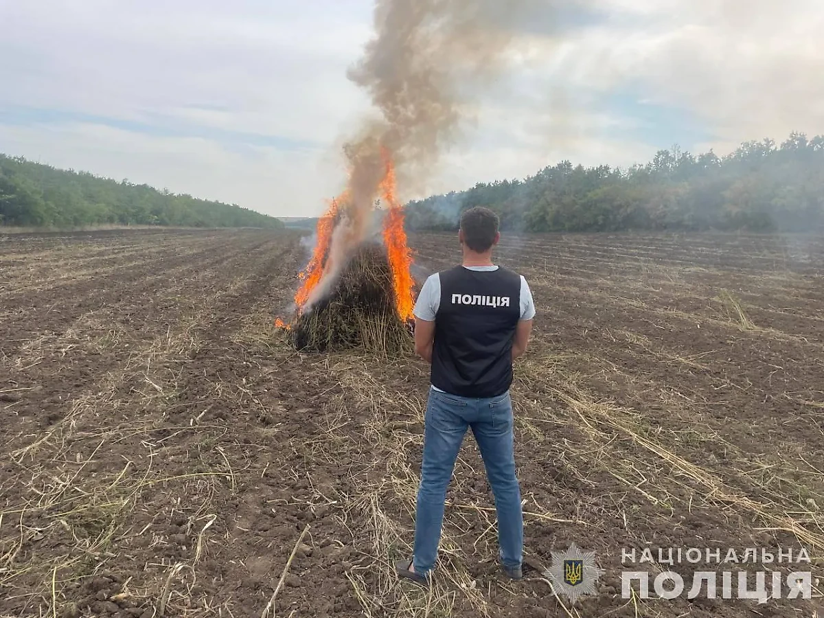 Плантация конопли, обнаруженная под Одессой. Фото © Telegram / Національна поліція України
