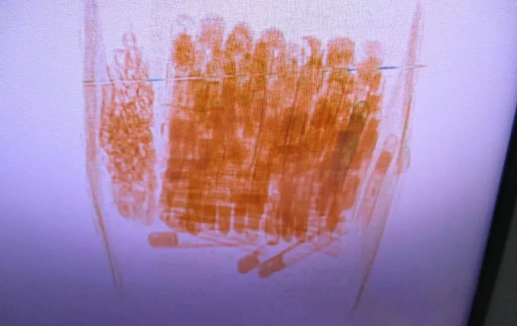 Живых муравьёв обнаружили таможенники в посылках из Таиланда. Фото © ФТС