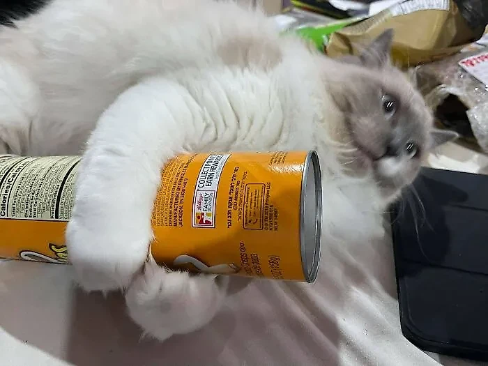 Фото © Reddit / Agreeable_Error_5485