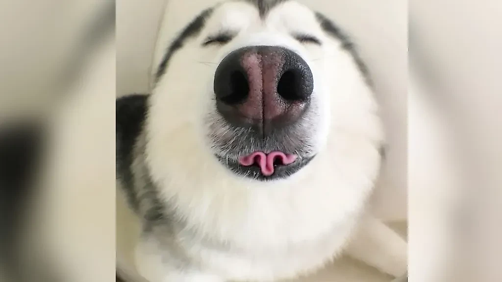 Фото © Reddit / JettMe_Red