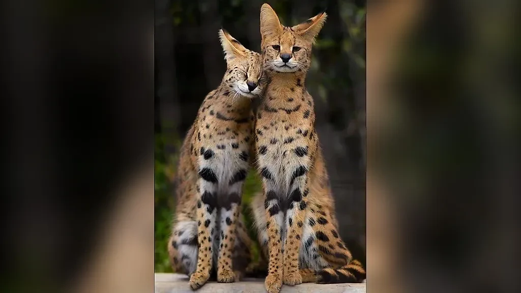 Фото © Reddit / AlonsoMonto