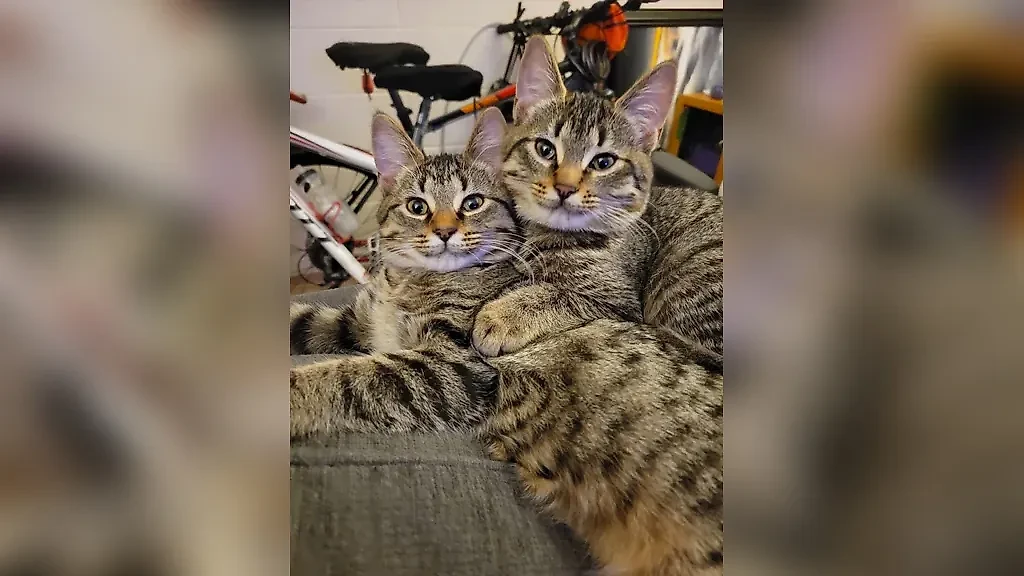 Фото © Reddit / TurtlesAndBobcats