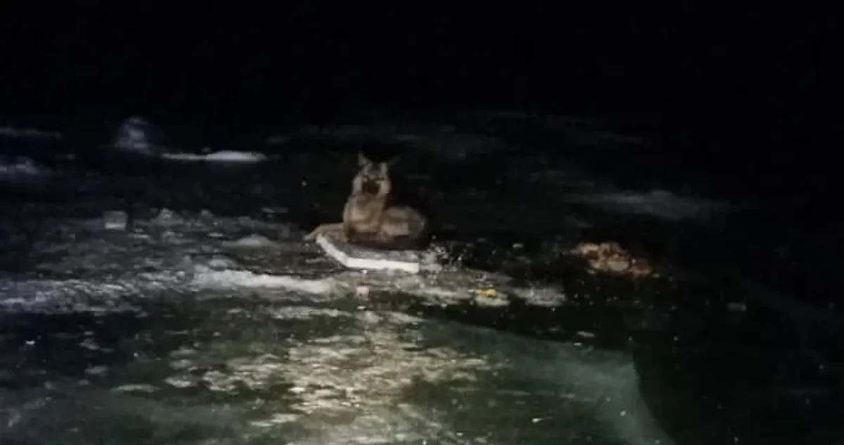 В Находке пёс три недели ждал хозяина на льду реки Партизанской. Фото © VK / Приморье онлайн