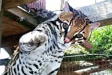 Фото © Reddit / Fernandigity